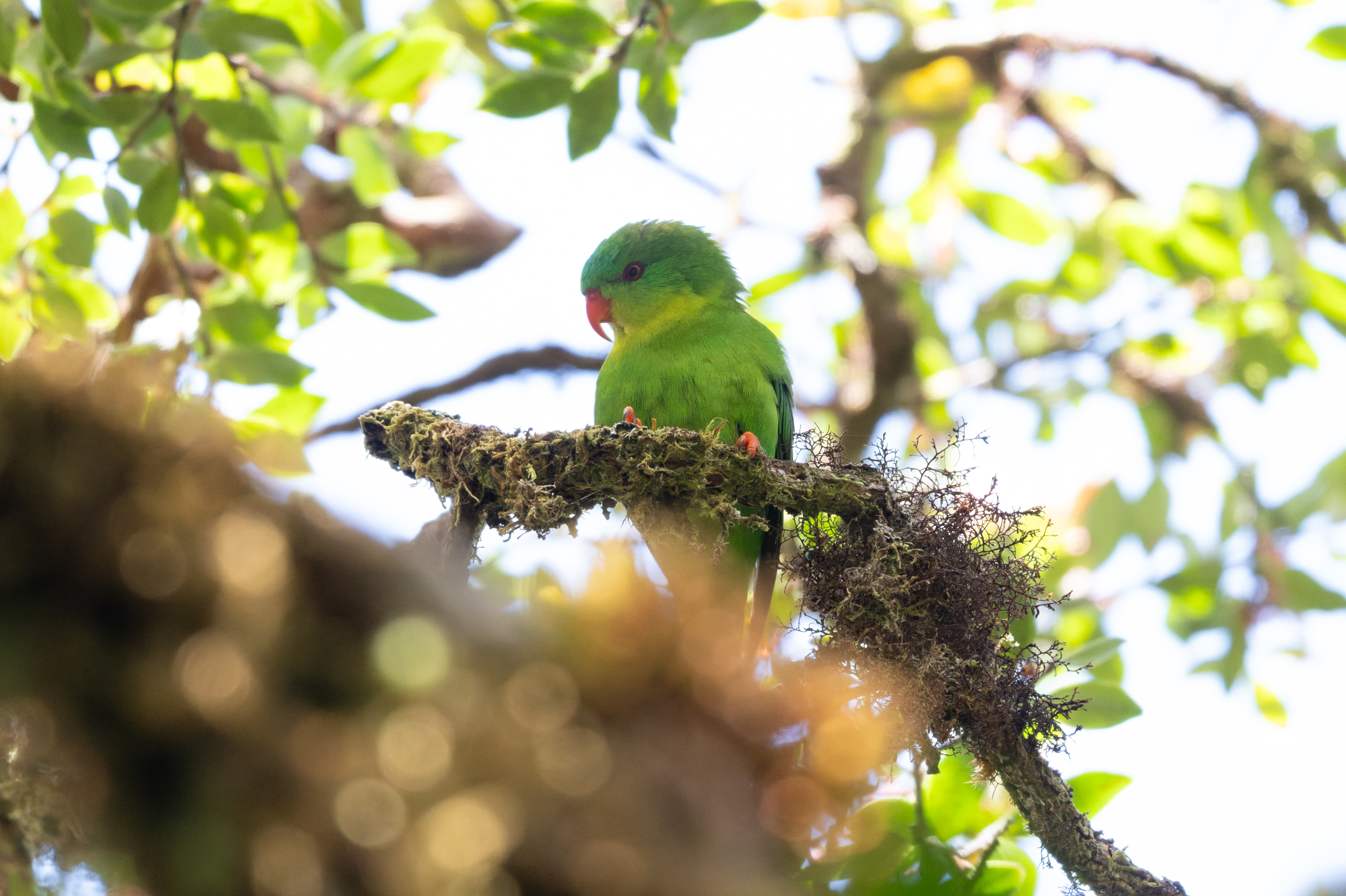 A very pretty bright green bird with bright orange toes and beak on a tree branch.